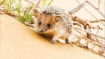 Den europäischen Verwandten des Wüstenigels hat jeder schon mal im Garten gesehen. Auch der Wüstenigel, der in trockenen Regionen beheimatet ist, hat die typischen Stacheln. Einige tausend dieser hohlen und biegsamen Stacheln besitzt das Tier zu effektiven Verteidigung gegen Feinde. Bei Gefahr rollt er sich zu einer stacheligen Kugel zusammen.