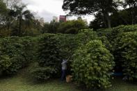 Sao Paulo's Biological Institute hosts one of the largest urban coffee plantations in the world