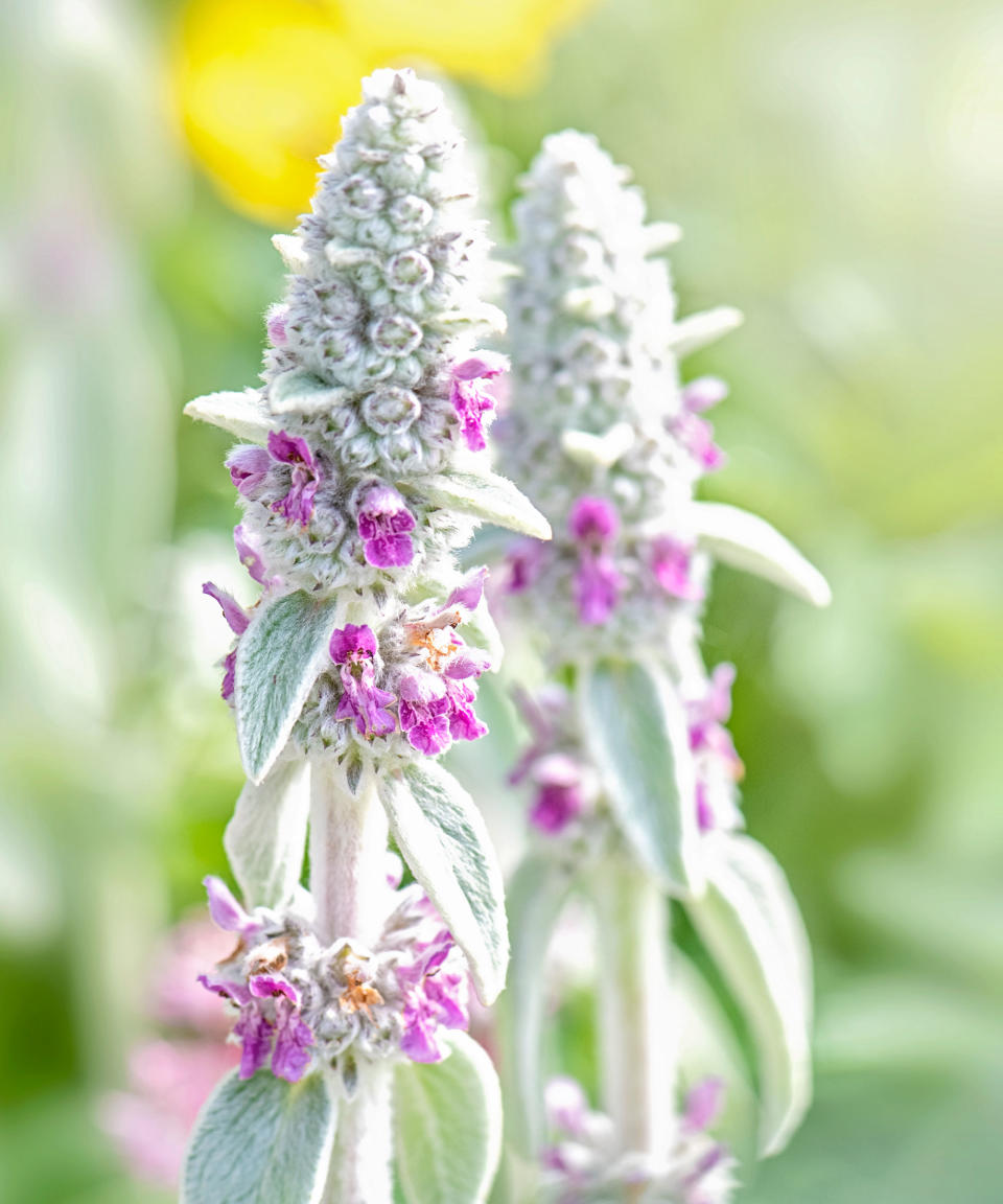 spring-flowering lamb's ear plant