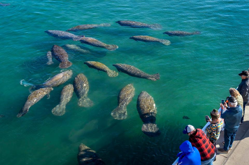 Visitors to Manatee Lagoon watch as manatees enjoy the warm-water outflows from Florida Power & Light Company’s Riviera Beach Next Generation Clean Energy Center.