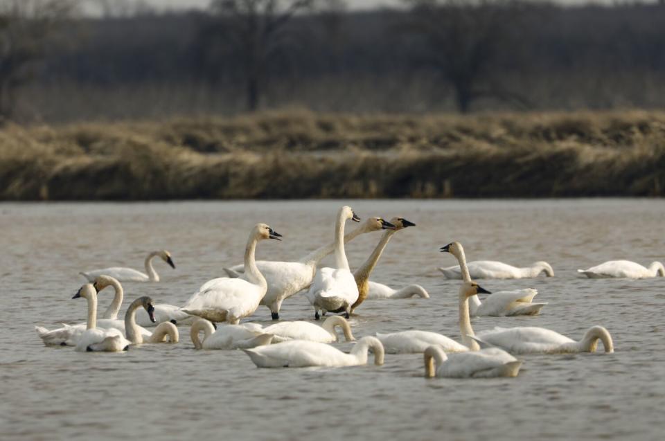 A group of swans in shallow water.