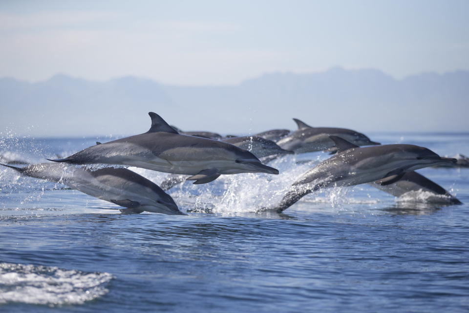 Common dolphin (Delphinus capensis), Seal Island, False Bay, Simonstown, Western Cape, South Africa.