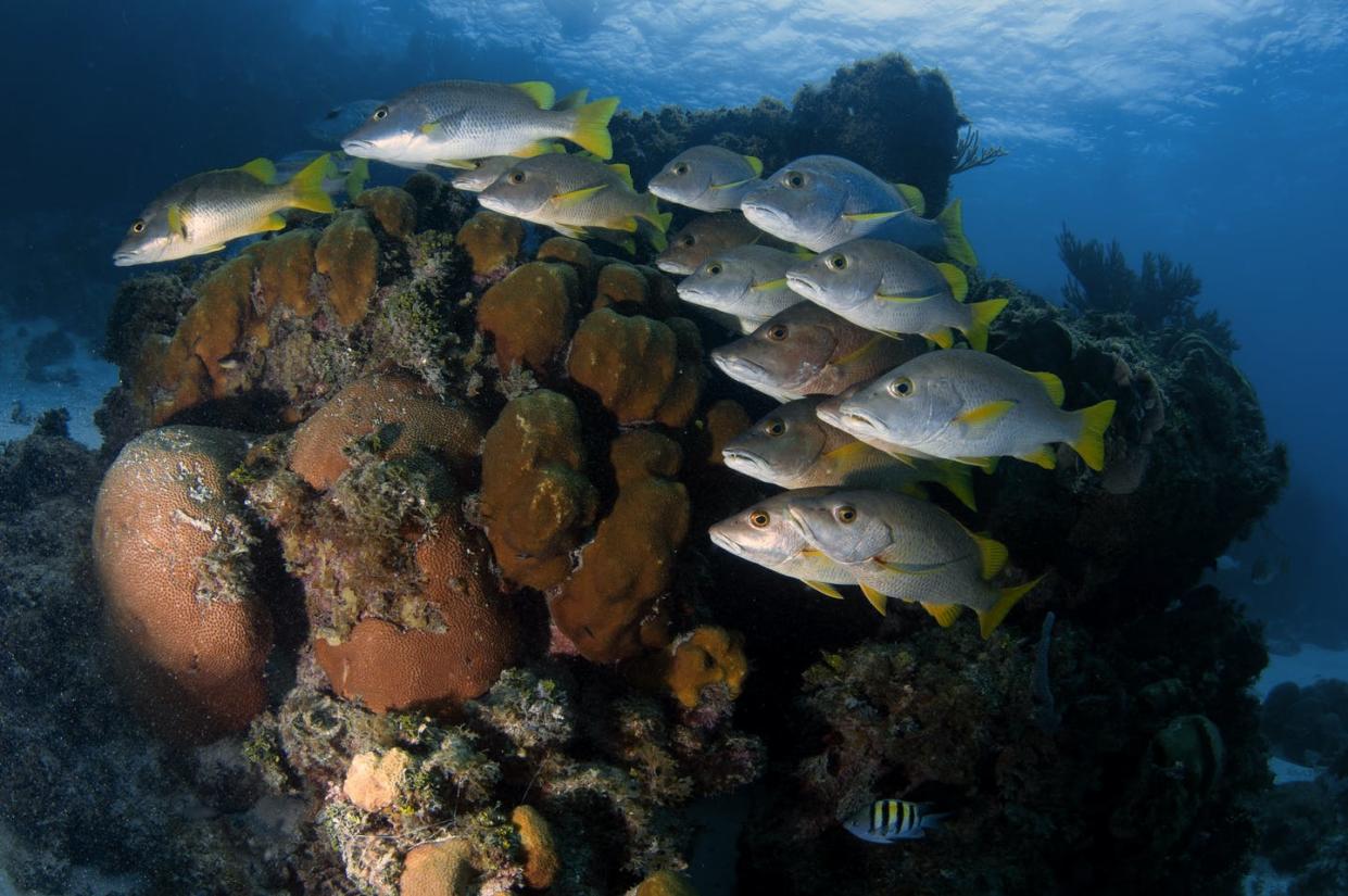 <span class="caption">Corals and fish in the Hol Chan Marine Reserve, San Pedro, Belize.</span> <span class="attribution"><a class="link " href="https://www.gettyimages.com/detail/news-photo/school-of-schoolmasters-lutjanus-apodus-hol-chan-marine-news-photo/1288684446" rel="nofollow noopener" target="_blank" data-ylk="slk:Andre Seale/VW PICS/Universal Images Group via Getty Images;elm:context_link;itc:0;sec:content-canvas">Andre Seale/VW PICS/Universal Images Group via Getty Images</a></span>