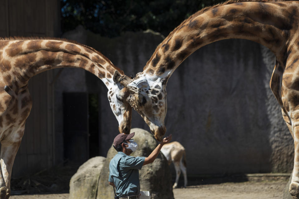 Un empleado del zoológico La Aurora alimenta a una jirafa durante un recorrido para los medios, el martes 25 de agosto de 2020, en Ciudad de Guatemala, capital de Guatemala. El zoológico reabrió sus puertas al público el martes después de permanecer cerrado por meses como una medida para frenar la propagación del COVID-19. (AP Foto/Moisés Castillo)