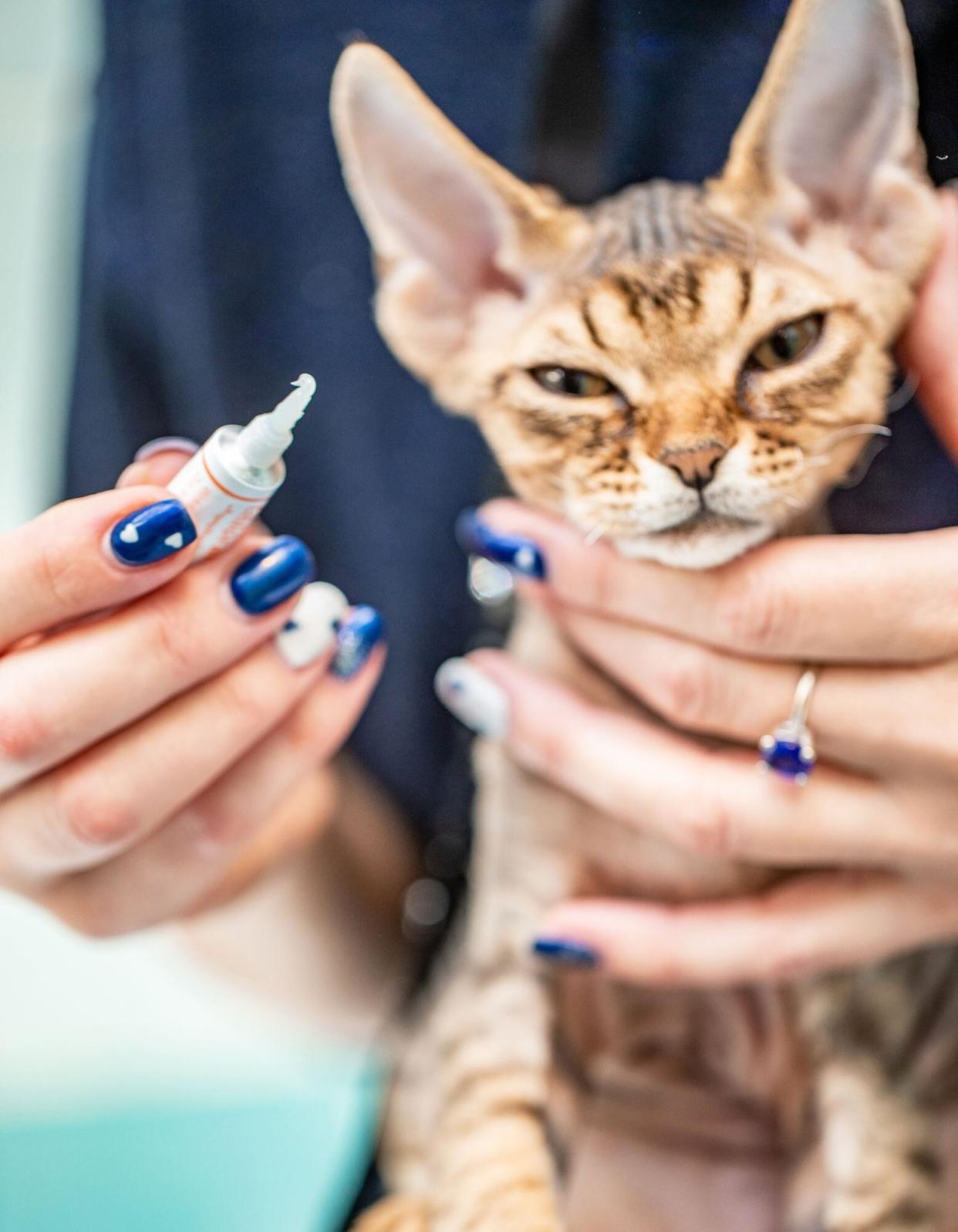 woman giving cat ointment for his eye; cat eye infection treatment