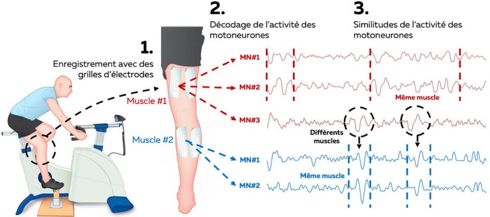 Deux motoneurones innervant des muscles différents peuvent recevoir la même commande. Fourni par l'auteur