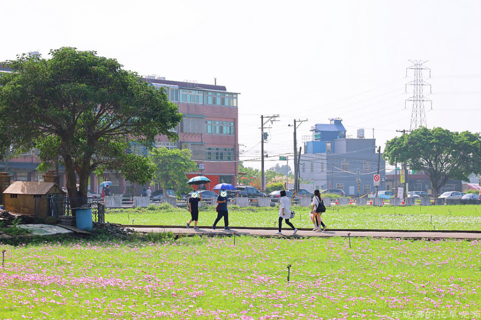 2022桃園仙草花節～仙茶之舞