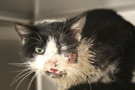 Bart the cat, recovering from a broken jaw and facial injuries, is seen in this Humane Society of Tampa Bay picture released on January 28, 2015. REUTERS/Humane Society of Tampa Bay/Handout via Reuters