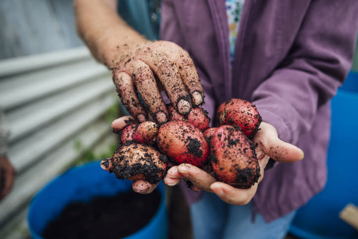 image of a person holding dirt-covered potatoes in their hands