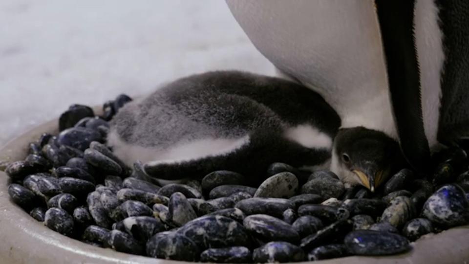 <p>Known as Sphengic, the couple is the most famous in sea life aquarium after featuring in a Netflix documentary</p> (Screengrab)