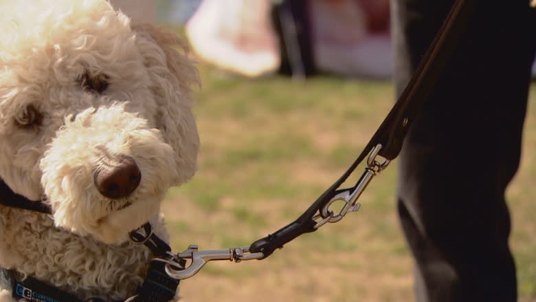 Edmonton dog walk raises funds to provide 'life-changing' service dogs for free