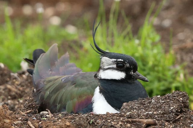 File photo dated 18/4/2015 of a nesting Lapwing, one of the world's most threatened birds has found a sanctuary within Maghaberry prison, used for housing the most dangerous inmates in Northern Ireland. PRESS ASSOCIATION Photo. Picture date: Monday April 20, 2015. Life sentence prisoners helped create the habitat for around 20 pairs of breeding lapwings which have made their home at HMP Maghaberry on a marshy no-man's-land dominated by razor wire and lookouts behind reinforced glass. See PA story ULSTER Maghaberry. Photo credit should read: Niall Carson/PA Wire