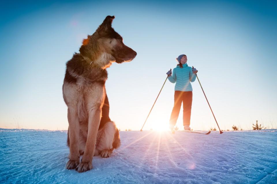 Woman skiing in a winter field with the dog