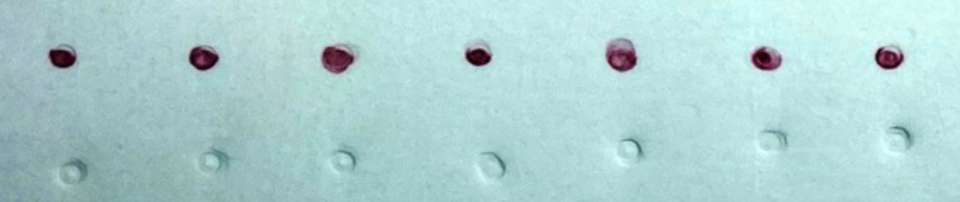 The top row of spots, coloured in burgundy, show positive test results for salmonella. The bottom row, with colourless spots, show negative test results. (Provided by Yingfu Li)