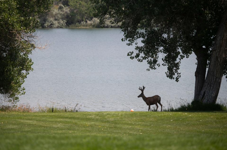 A deer walks across a backyard in Fort Collins on July 10, 2021.