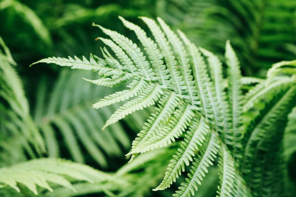 <p>As well as being child-proof, ferns are beautiful plants which filter the air, too. With intricate foliage and architectural leaf forms, they create a standout look in any <a href="https://www.housebeautiful.com/uk/decorate/a36379892/interior-tweaks-happy-home/" rel="nofollow noopener" target="_blank" data-ylk="slk:home;elm:context_link;itc:0;sec:content-canvas" class="link ">home</a>. One of our very favourites...</p><p><a class="link " href="https://www.jparkers.co.uk/athyrium-mixed-collection-1" rel="nofollow noopener" target="_blank" data-ylk="slk:BUY NOW VIA J PARKER'S;elm:context_link;itc:0;sec:content-canvas">BUY NOW VIA J PARKER'S</a></p><p><strong>Like this article? <a href="https://hearst.emsecure.net/optiext/cr.aspx?ID=DR9UY9ko5HvLAHeexA2ngSL3t49WvQXSjQZAAXe9gg0Rhtz8pxOWix3TXd_WRbE3fnbQEBkC%2BEWZDx" rel="nofollow noopener" target="_blank" data-ylk="slk:Sign up to our newsletter;elm:context_link;itc:0;sec:content-canvas" class="link ">Sign up to our newsletter</a> to get more articles like this delivered straight to your inbox.</strong></p><p><a class="link " href="https://hearst.emsecure.net/optiext/cr.aspx?ID=DR9UY9ko5HvLAHeexA2ngSL3t49WvQXSjQZAAXe9gg0Rhtz8pxOWix3TXd_WRbE3fnbQEBkC%2BEWZDx" rel="nofollow noopener" target="_blank" data-ylk="slk:SIGN UP;elm:context_link;itc:0;sec:content-canvas">SIGN UP</a></p><p>Love what you’re reading? Enjoy <a href="https://go.redirectingat.com?id=127X1599956&url=https%3A%2F%2Fwww.hearstmagazines.co.uk%2Fhb%2Fhouse-beautiful-magazine-subscription-website&sref=https%3A%2F%2Fwww.housebeautiful.com%2Fuk%2Fgarden%2Fplants%2Fg36446066%2Fplants-for-kids%2F" rel="nofollow noopener" target="_blank" data-ylk="slk:House Beautiful magazine;elm:context_link;itc:0;sec:content-canvas" class="link ">House Beautiful magazine</a> delivered straight to your door every month with Free UK delivery. Buy direct from the publisher for the lowest price and never miss an issue!</p><p><a class="link " href="https://go.redirectingat.com?id=127X1599956&url=https%3A%2F%2Fwww.hearstmagazines.co.uk%2Fhb%2Fhouse-beautiful-magazine-subscription-website&sref=https%3A%2F%2Fwww.housebeautiful.com%2Fuk%2Fgarden%2Fplants%2Fg36446066%2Fplants-for-kids%2F" rel="nofollow noopener" target="_blank" data-ylk="slk:SUBSCRIBE;elm:context_link;itc:0;sec:content-canvas">SUBSCRIBE</a></p>