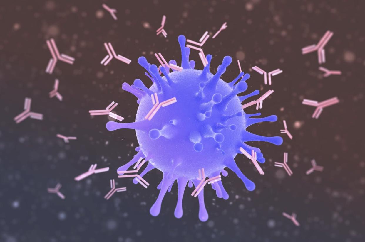 <span class="caption">Antibodies (pink) attacking a virus particle (blue).</span> <span class="attribution"><a class="link " href="https://www.gettyimages.com/detail/illustration/antibodies-attacking-virus-illustration-royalty-free-illustration/1148111001?adppopup=true" rel="nofollow noopener" target="_blank" data-ylk="slk:STEVEN MCDOWELL/SCIENCE PHOTO LIBRARY;elm:context_link;itc:0;sec:content-canvas">STEVEN MCDOWELL/SCIENCE PHOTO LIBRARY</a></span>