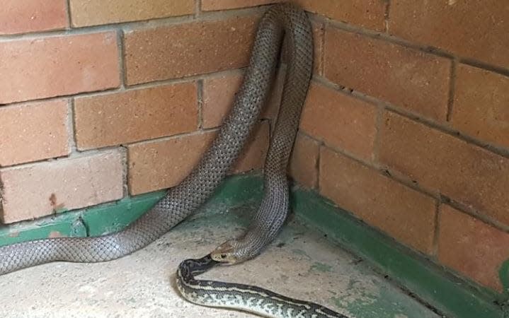 A brown snake eating a python