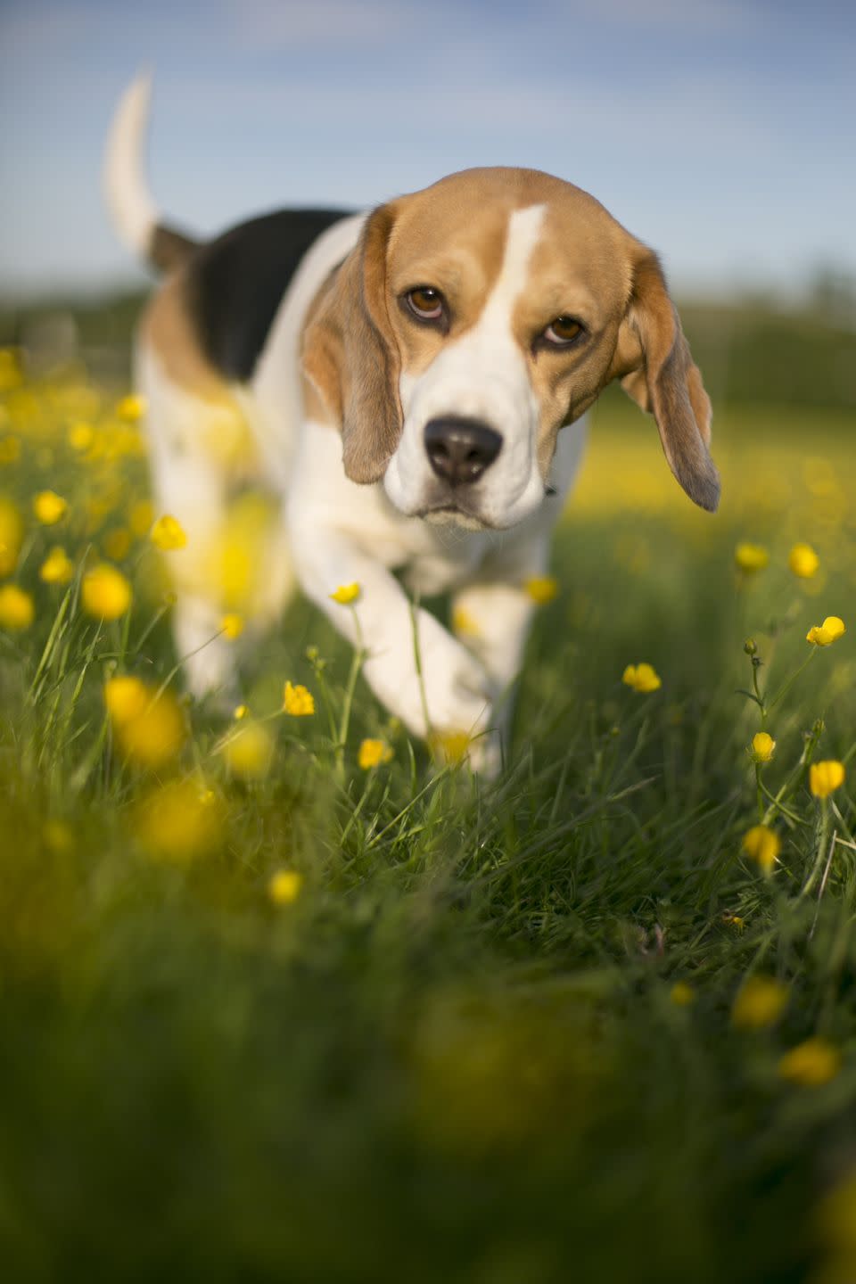 9) Beagle