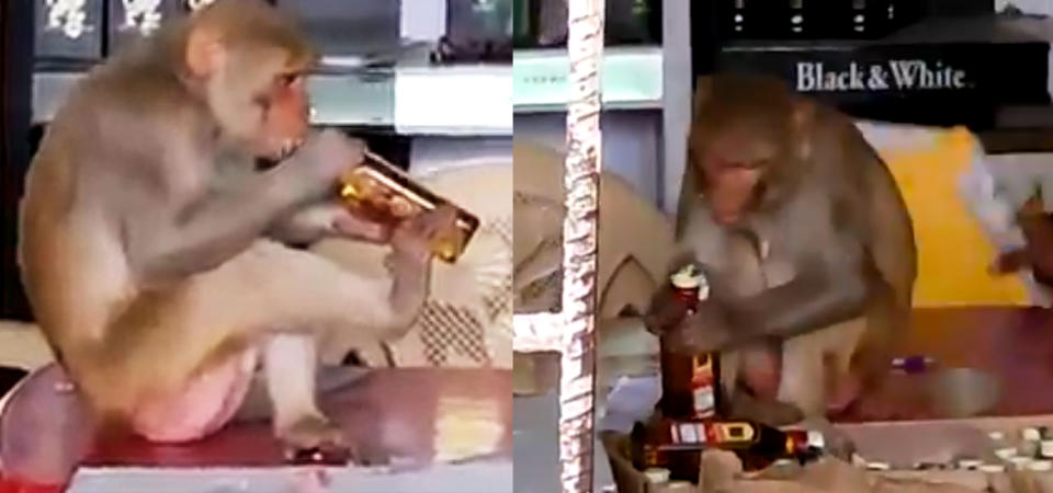 Cut Land Wali Videos - Viral video: Monkey opens liquor bottle and starts drinking like a boss