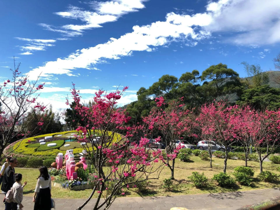 <strong>八重櫻花況。（圖／台北市花卉試驗中心）</strong>