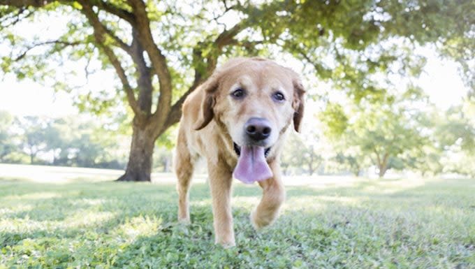 Lactic Acid Build-Up in Dogs: Symptoms, Causes, & Treatments