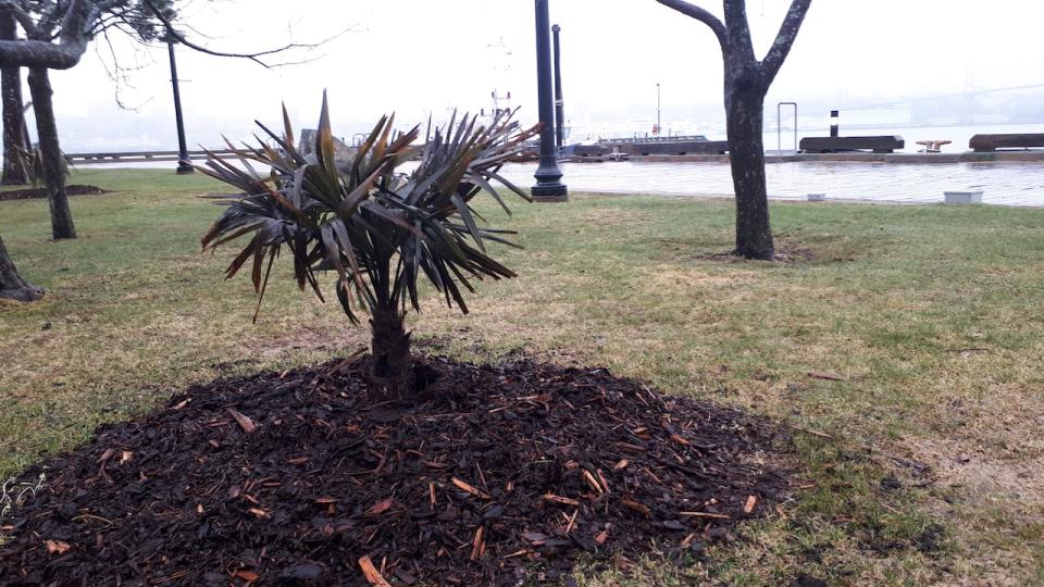 Municipal horticulturalist Chris Poole says some of the smaller trees are having mould problems.