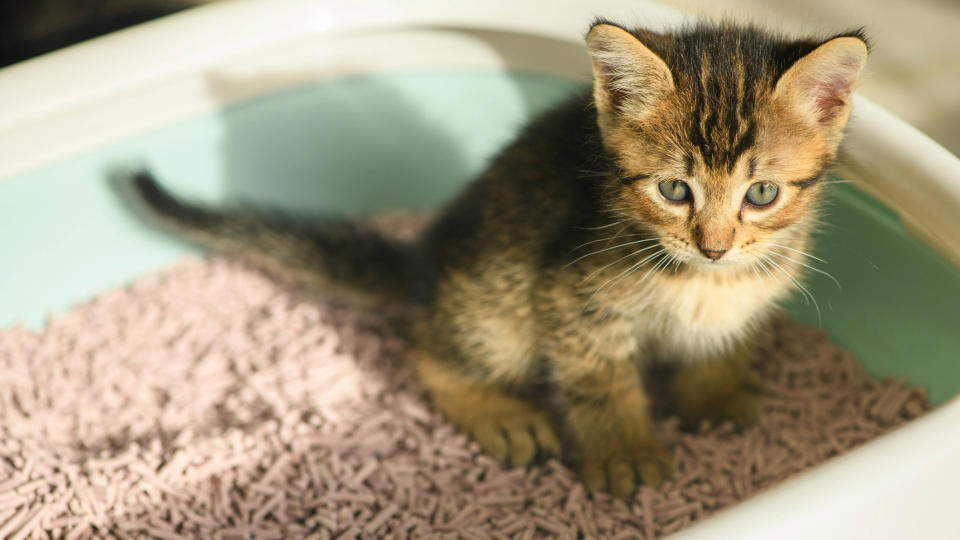 Kitten sitting on litter tray