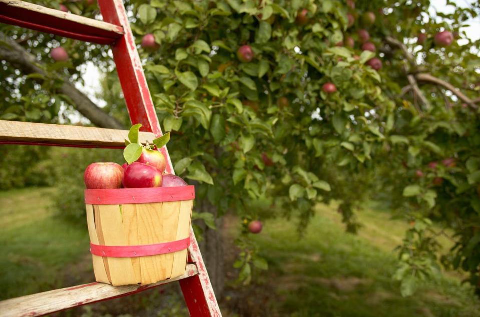 <p>There's nothing like the fresh taste of fruit picked right from the tree. Bring home a bushel, then serve up creative takes on classic recipes such as <a href="https://www.countryliving.com/food-drinks/a36401/ways-to-use-an-apple/" rel="nofollow noopener" target="_blank" data-ylk="slk:apple ring pancakes;elm:context_link;itc:0;sec:content-canvas" class="link ">apple ring pancakes</a> or <a href="https://www.countryliving.com/food-drinks/g2572/stuffed-apple-recipes/?slide=1" rel="nofollow noopener" target="_blank" data-ylk="slk:cheesecake-stuffed baked apples;elm:context_link;itc:0;sec:content-canvas" class="link ">cheesecake-stuffed baked apples</a>. </p>