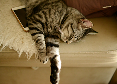 Why Do Cats Sleep So Much?