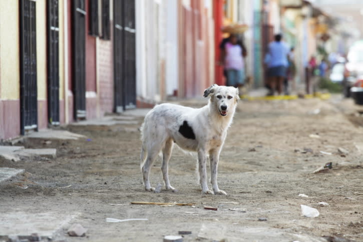 Tú también puedes ayudar a un animal abandonado / Foto: Thinkstock