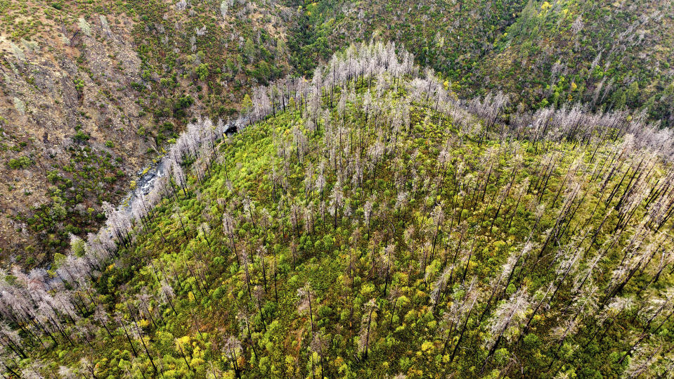 New growth lines the side of a canyon on the east side of Paradise, Calif., Wednesday, Oct. 25, 2023, (AP Photo/Noah Berger)