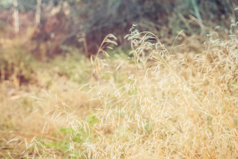 Nature Background Cheatgrass