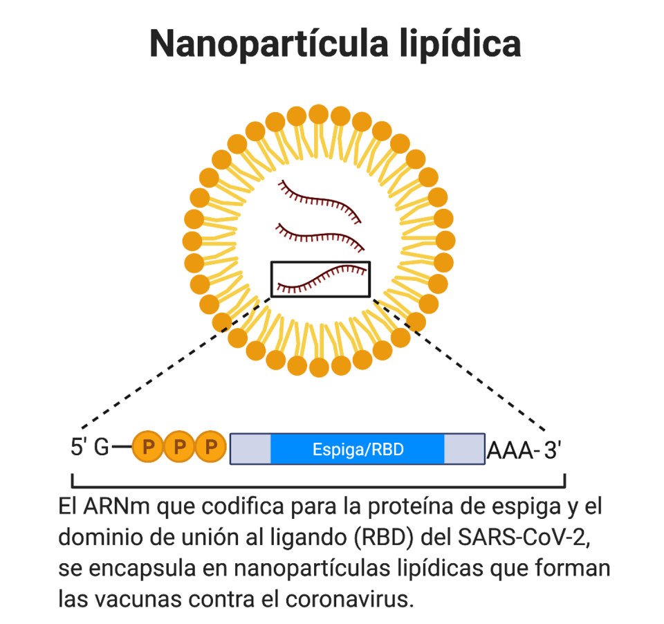 <span class="caption">Nanopartícula lipídica para encapsular el ARNm.</span> <span class="attribution"><span class="source">Imagen elaborarda usando Biorender. @svillapol</span></span>