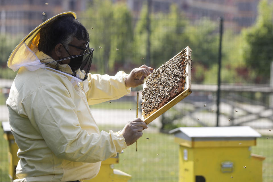 Beekeeper Francesco Capoano moves a frame from a hive at an apiary in Milan, Italy, Thursday, April 22, 2021. A bee collective is introducing 17 new colonies to their new hives on Earth Day, bringing to 1 million Milan's population of honey bees housed in boxes specially designed by artists throughout the city. The seven-year-old project is aimed at educating the public about the importance of bees to the environment, while boosting their population and providing a sweet treat of honey. It is billed as the biggest urban bee collective in Europe. (AP Photo/Luca Bruno)