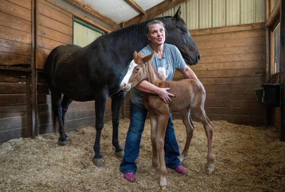 Stable owner Lesley Janssen of Janssen Stables shows off a new colt born in her De Soto barn that morning. Janssen now feels the business she and her late husband began 25 years ago may soon be destroyed by changes from the Panasonic battery plant under construction nearby. “This has been almost as bad as losing my husband,” Janssen said.