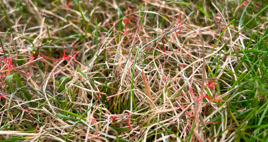 Red thread might look like burnt grass from afar, but get a little closer and you'll be able to identify it by the telltale 