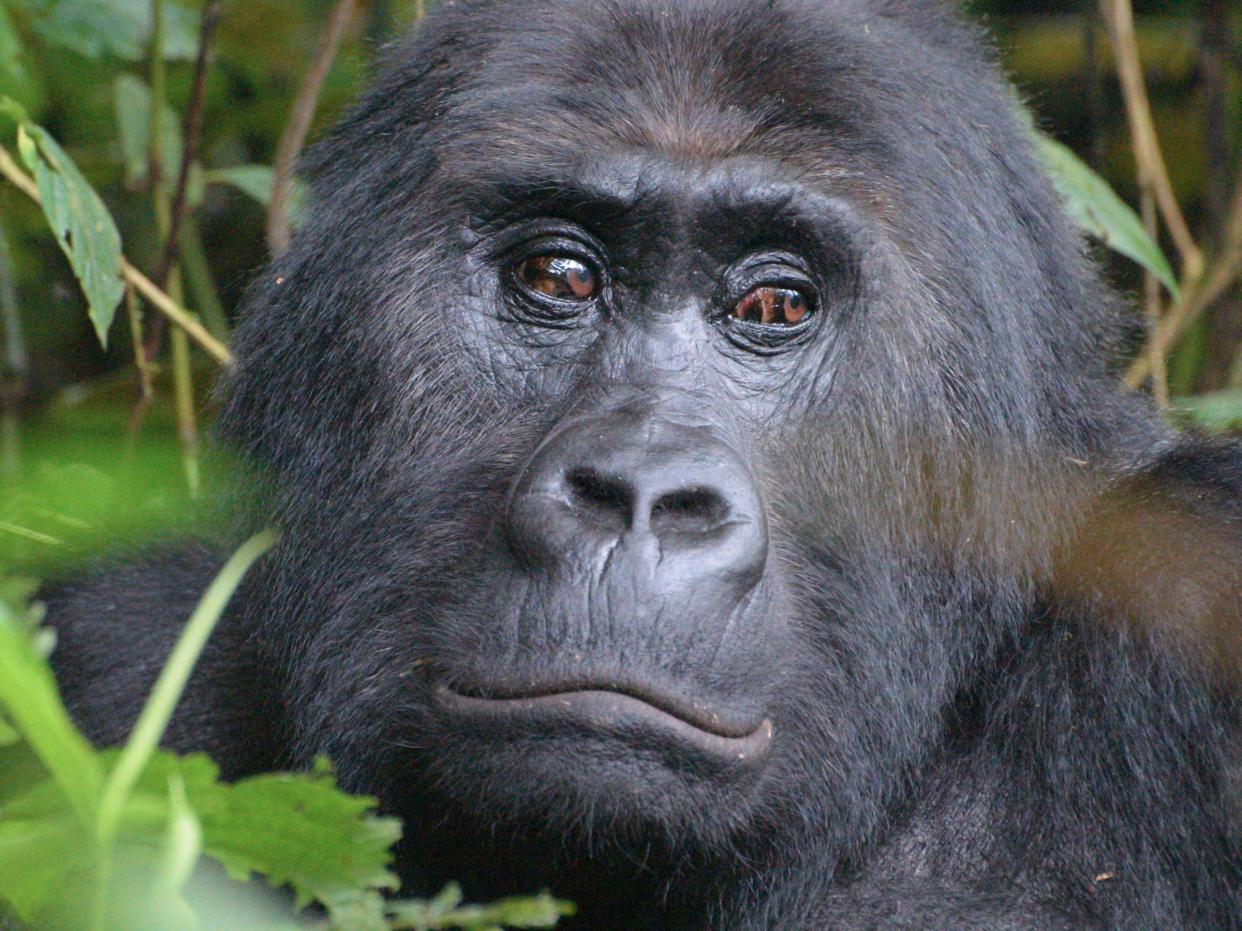 Grauer's Gorilla