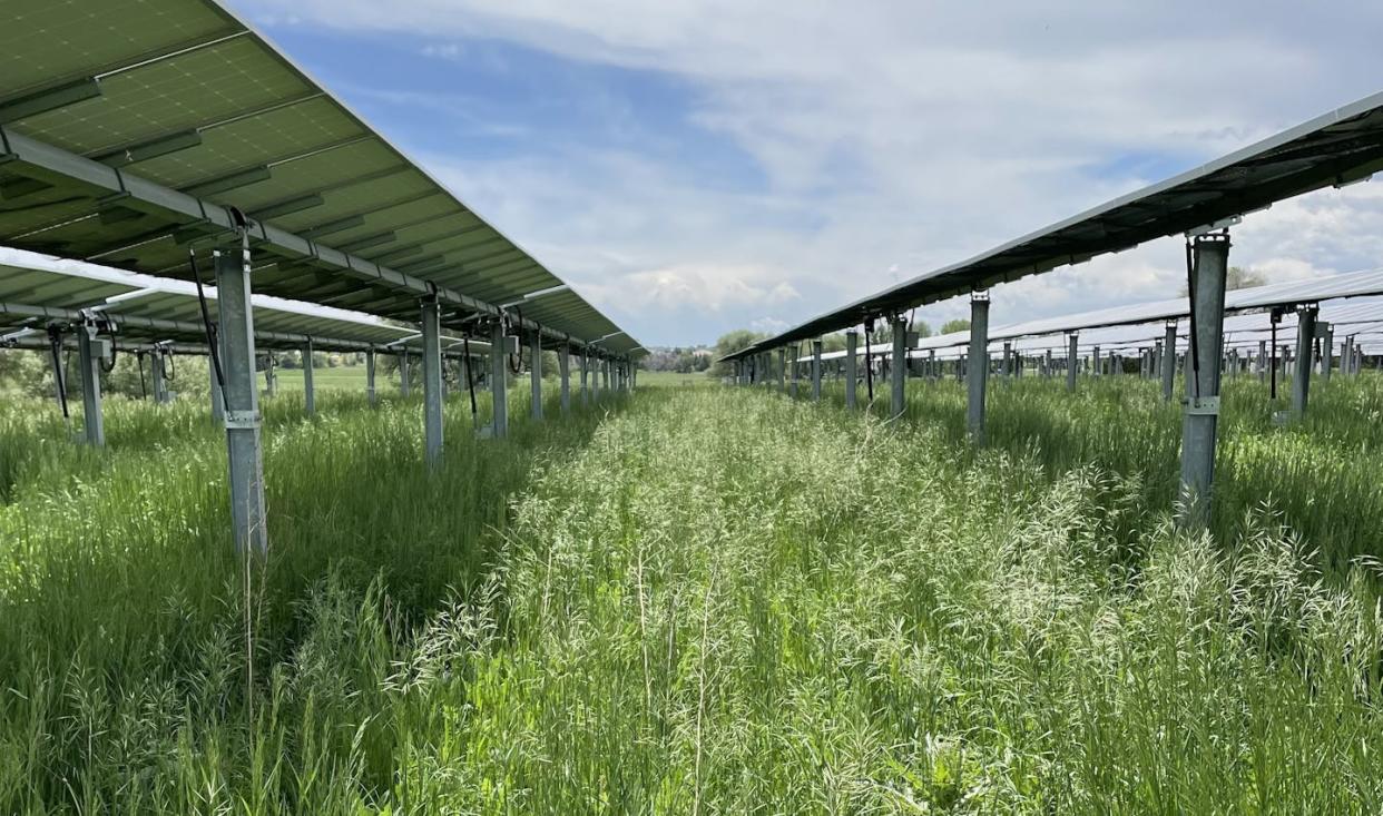 Solar panels shade grassland at Jack's Solar Garden, an agrovoltaic farm in Longmont, Colo. Matthew Sturchio, <a href="http://creativecommons.org/licenses/by-nd/4.0/" rel="nofollow noopener" target="_blank" data-ylk="slk:CC BY-ND;elm:context_link;itc:0;sec:content-canvas" class="link ">CC BY-ND</a>