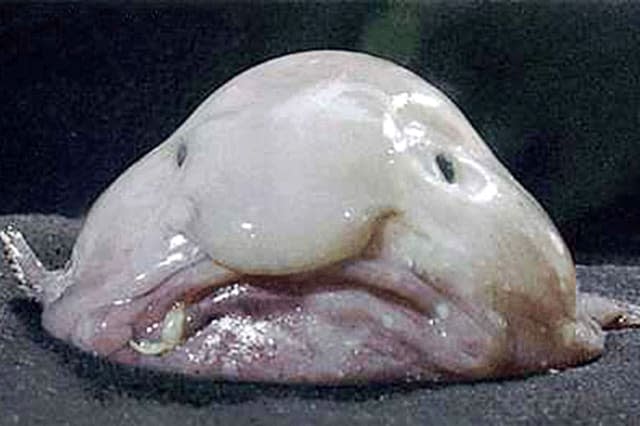 Ugliest animals in the world blobfish