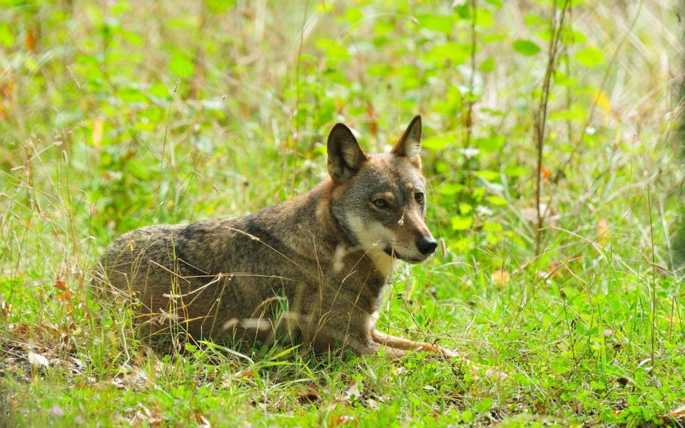 Wolves inhabit the western part of the Italian Alps and the Apennines - Alamy