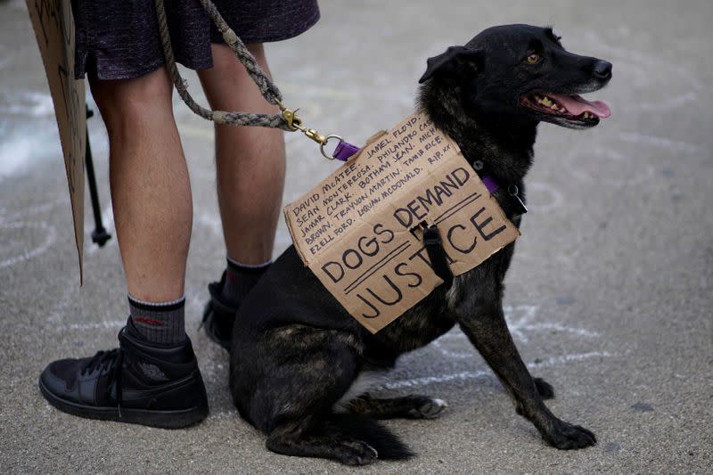 A dog is pictured wearing a cardboard sign during a protest against racial inequality in the aftermath of the death in Minneapolis police custody of George Floyd, at Grand Army Plaza in the Brooklyn borough of New York City