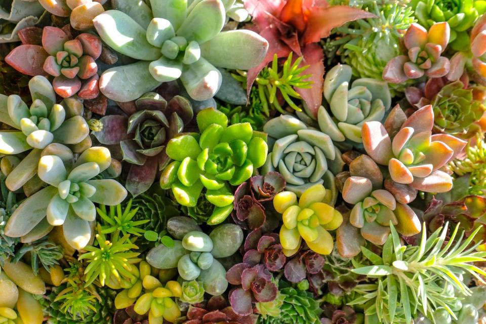 <p>Succulents form a similar texture barrier with their waxiness and, with some varieties, spikiness. They are also very low-maintenance and add colourful structure. </p><p><a class="link " href="https://www.amazon.co.uk/Special-Deal-Sempervivum-Houseleeks-Evergreen/dp/B07R68XZRD/?tag=hearstuk-yahoo-21&ascsubtag=%5Bartid%7C2060.g.22065624%5Bsrc%7Cyahoo-uk" rel="nofollow noopener" target="_blank" data-ylk="slk:BUY NOW;elm:context_link;itc:0;sec:content-canvas">BUY NOW</a></p>