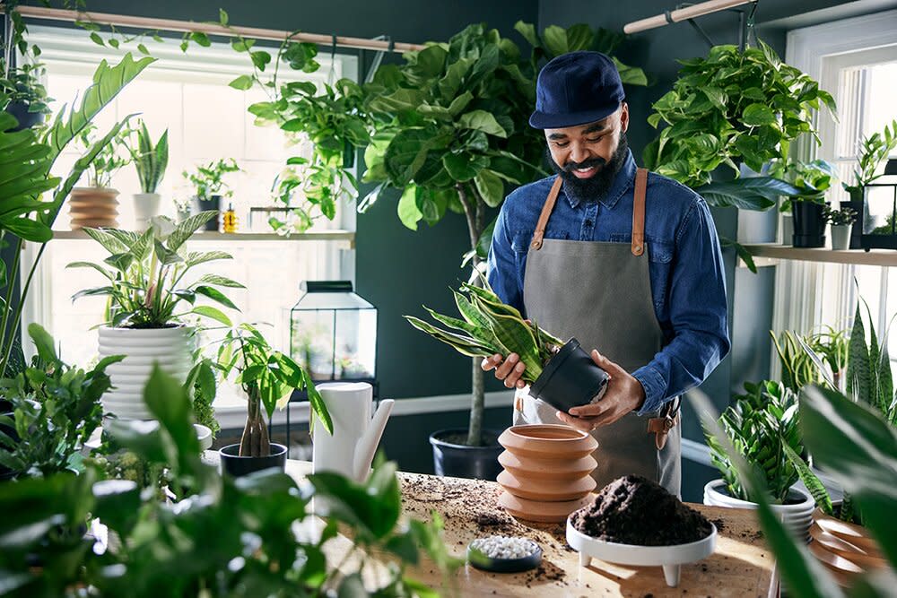 Hilton Carter Plant Collection at Target, Carter repotting a plant