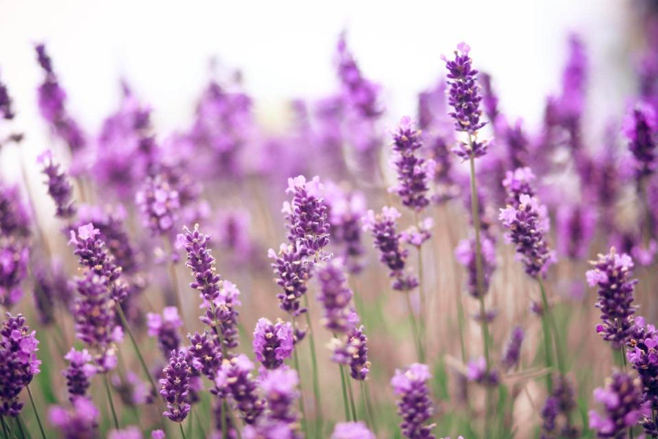 <p>Lavender is a classic summer flower, and is also relatively easy to dry at home, which means you can have gorgeous, fragrant dried flowers throughout the colder months of the year, too.</p><p><a class="link " href="https://go.redirectingat.com?id=74968X1596630&url=https%3A%2F%2Fwww.homedepot.com%2Fp%2FSpring-Hill-Nurseries-Munstead-Lavender-Lavendula-Live-Bareroot-Perennial-Plant-Purple-Flowers-1-Pack-64268%2F312657598&sref=https%3A%2F%2Fwww.womansday.com%2Fhome%2Fg36355297%2Fsummer-flowers%2F" rel="nofollow noopener" target="_blank" data-ylk="slk:SHOP NOW">SHOP NOW</a></p>