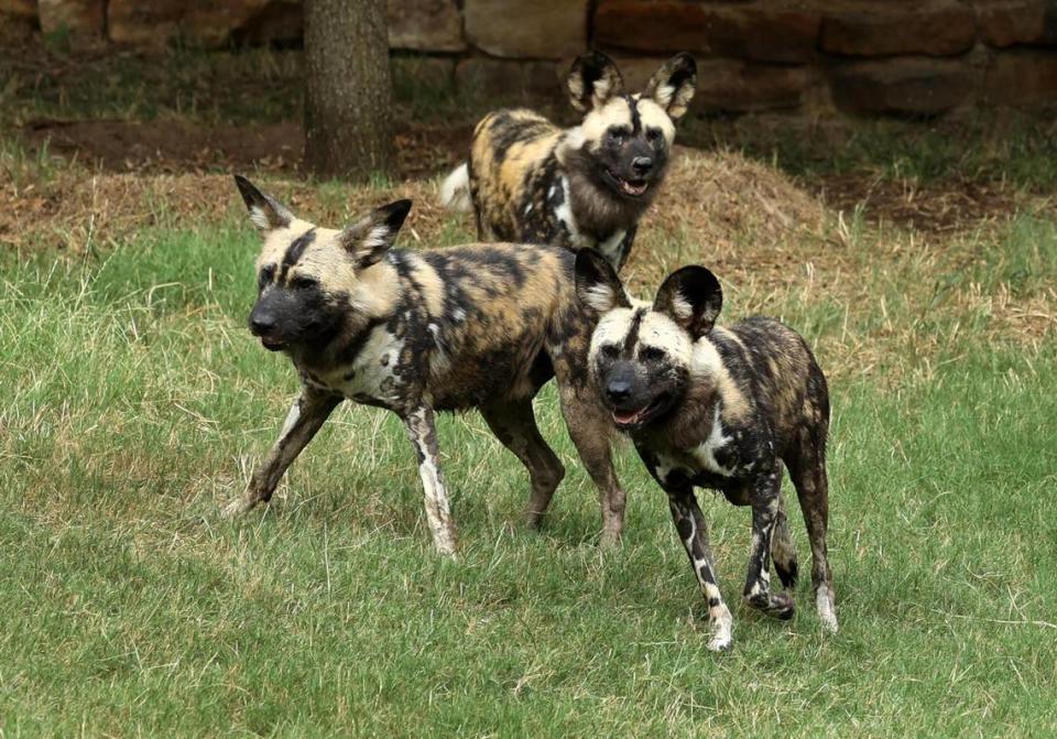 Three of the four African painted dogs run around their habitats at the Fort Worth Zoo’s new exhibit Predators of Asia & Africa on Tuesday, June 20, 20-22. The exhibit features seven species, including African lions, cheetahs, Sumatran tigers and more.