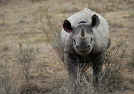 Africa�is at the epicentre of global poaching and trafficking of many species