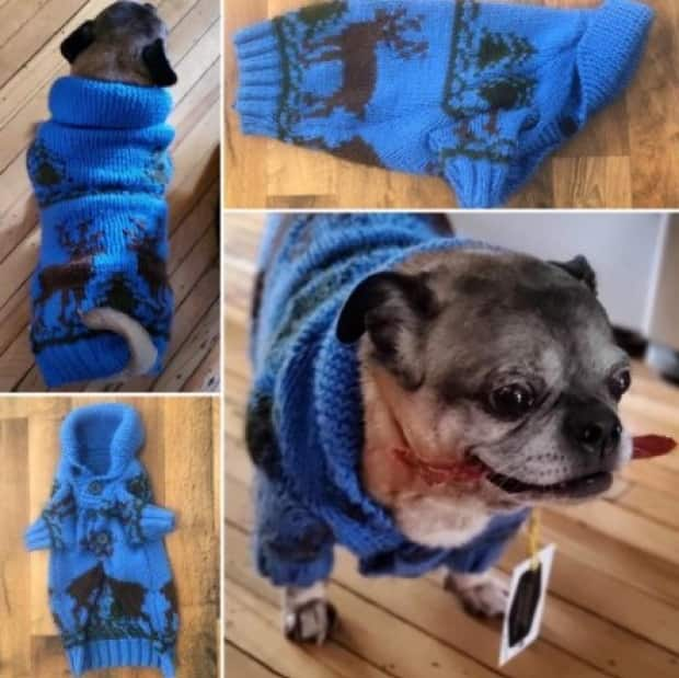 Louis the pug shows off his new duds from Hand-Me-Down Hound.