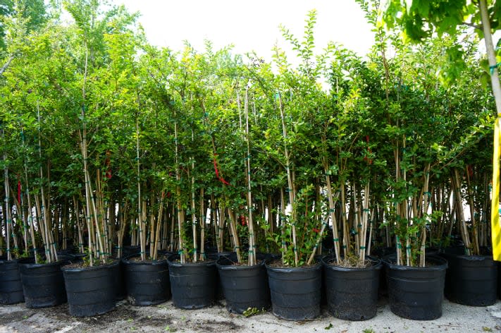 To celebrate Arbor Day Winter Springs set to give out free trees