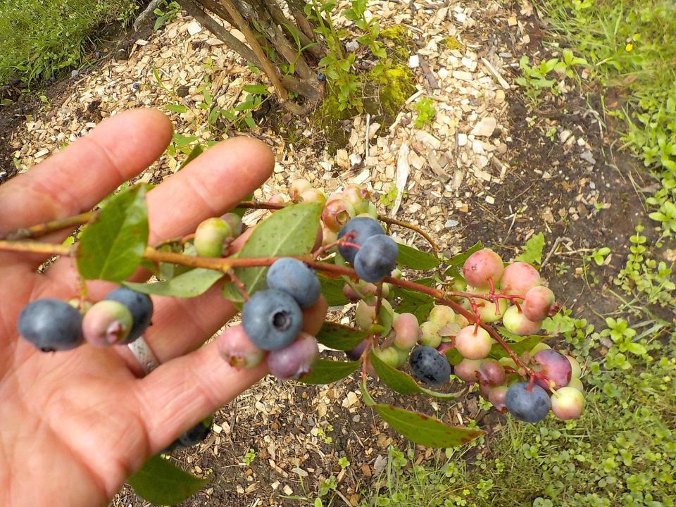 Not all blueberries ripen at once, even within the same cluster.